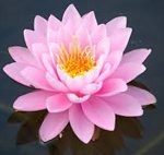 Nymphaea Peter Slocum