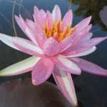 Nymphaea Pink Dawn