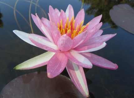 Nymphaea Pink Dawn