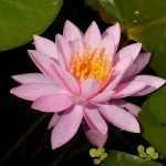 Nymphaea Pink Opal
