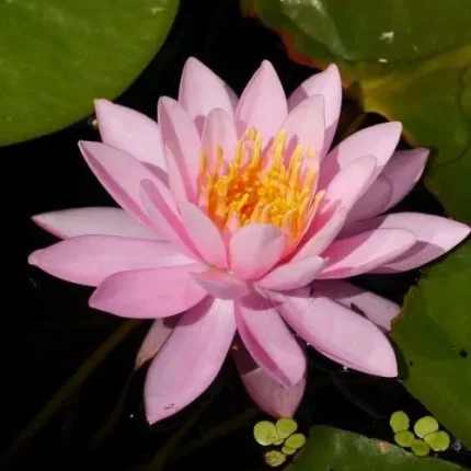 Nymphaea Pink Opal