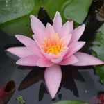 Nymphaea Pink Sensation