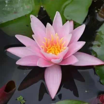 Nymphaea Pink Sensation