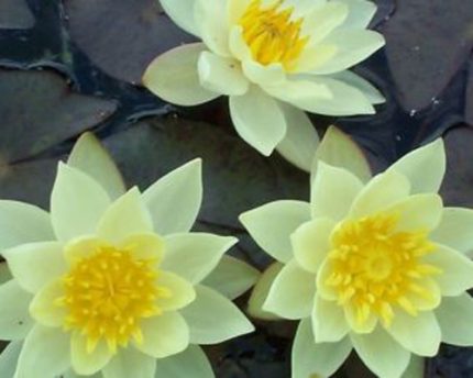 Nymphaea Pygmaea Helvola tavirózsa