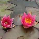 Nymphaea Pygmaea Rubra