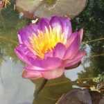 Nymphaea Queen Sirikit