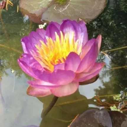 Nymphaea Queen Sirikit