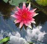 Nymphaea Red spider tavirózsa