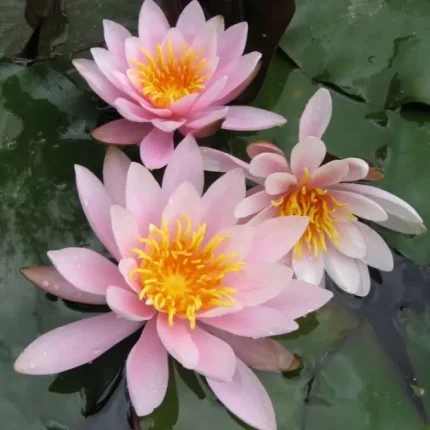 Nymphaea Rosennymphe