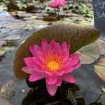 Nymphaea Siam Pink 2