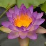 Nymphaea Siam Purple 1