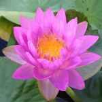 Nymphaea Siam Purple 2