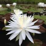 Nymphaea Snowflake