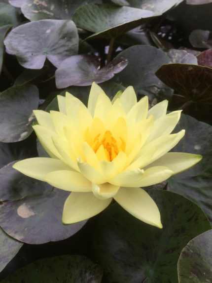 Nymphaea Thongsup