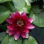 Nymphaea perry's baby red mini tavirózsa