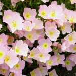 Oenothera speciosa 'Siskiyou' (Pompás ligetszépe)