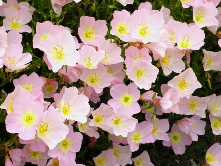 Oenothera speciosa 'Siskiyou' (Pompás ligetszépe)