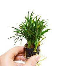 Ophiopogon japonica pusillus terráriumi növény