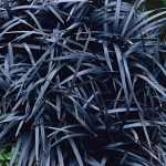 Ophiopogon planiscapus 'Niger' (Kígyószakáll) /fekete lomb/