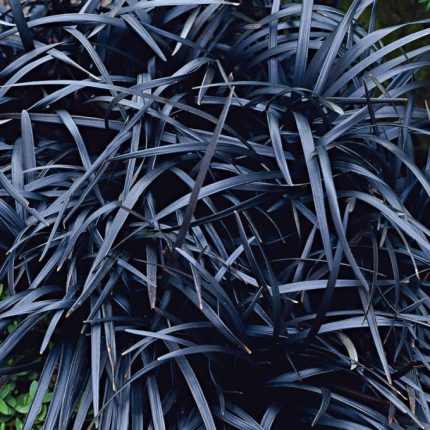 Ophiopogon planiscapus 'Niger' (Kígyószakáll) /fekete lomb/