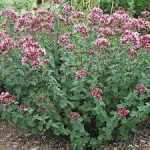 Origanum Rosenkupfel