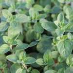 Origanum Supreme