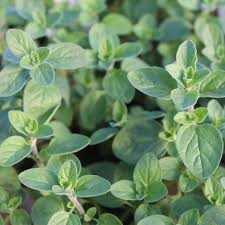 Origanum Supreme