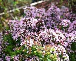 Origanum Vulgare Compactum