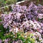 Origanum Vulgare Compactum