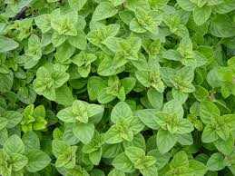 Origanum Vulgare Hot and spicy