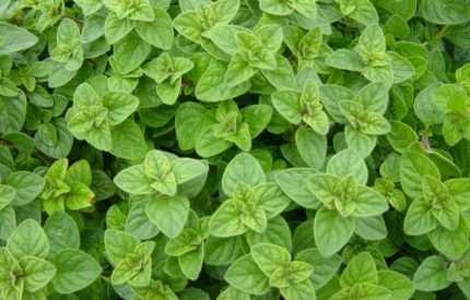 Origanum vulgare 'Aurea' (Közönséges szurokfű)