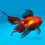 Osztott farkú kerti tavi aranyhal 5-7cm