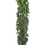 PHILODENDRON SCANDENS oszlopos