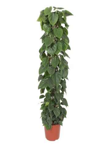 PHILODENDRON SCANDENS oszlopos