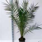 PHOENIX CANARIENSIS