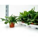 PLATYcerium ALCICORNE