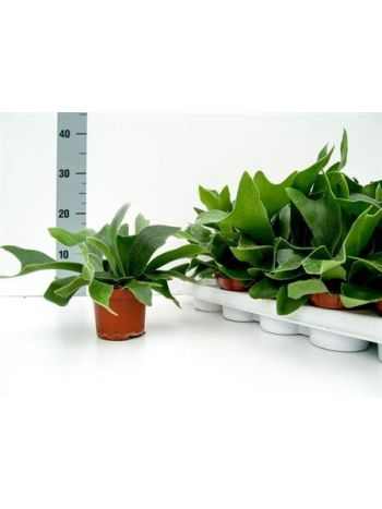 PLATYcerium ALCICORNE