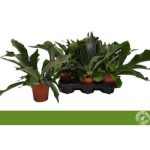 PLATYcerium BIFURCATUM