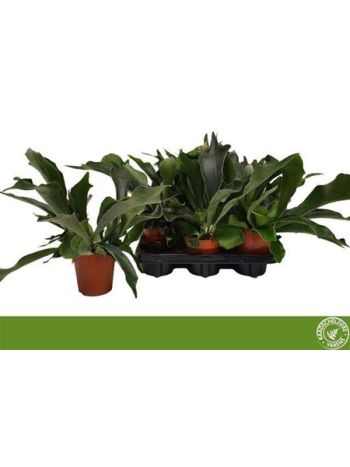 PLATYcerium BIFURCATUM