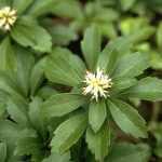 Pachysandra terminalis - Japán kövérke