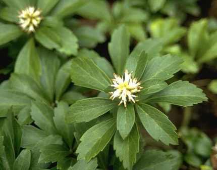 Pachysandra terminalis - Japán kövérke