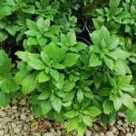 Pachysandra terminalis 'Green Carpet' - Rombusz alakú levelű japán kövérke