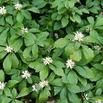 Pachysandra terminalis 'Green Sheen' (Japán kövérke)