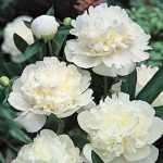 Paeonia officinalis 'Alba Plena' (Kerti bazsarózsa)