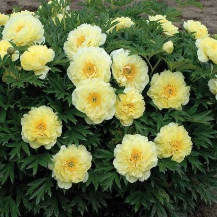 Paeonia itoh 'Bartzella' (Illatos bazsarózsa)