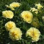 Paeonia itoh 'Yellow Crown' (Illatos bazsarózsa)