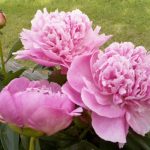 Paeonia lactiflora Bouchela - Lágyszárú bazsarózsa