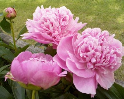 Paeonia lactiflora Bouchela - Lágyszárú bazsarózsa