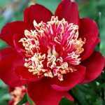 Paeonia lactiflora 'Charles Burgess' (Illatos bazsarózsa)