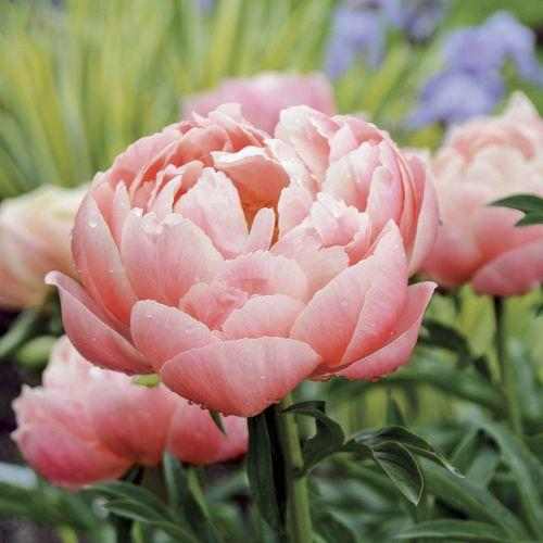 Paeonia lactiflora 'Coral Charm' (Illatos bazsarózsa)